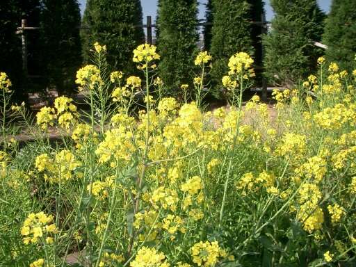 Image of Brassica rapa subsp. oleifera