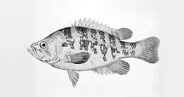 Image of Sacramento Perch