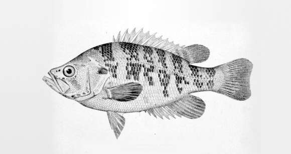 Image of Sacramento Perch