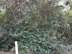 Image of California privet