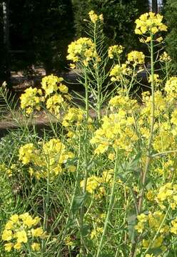 Imagem de Brassica rapa subsp. oleifera (DC.) Metzg.