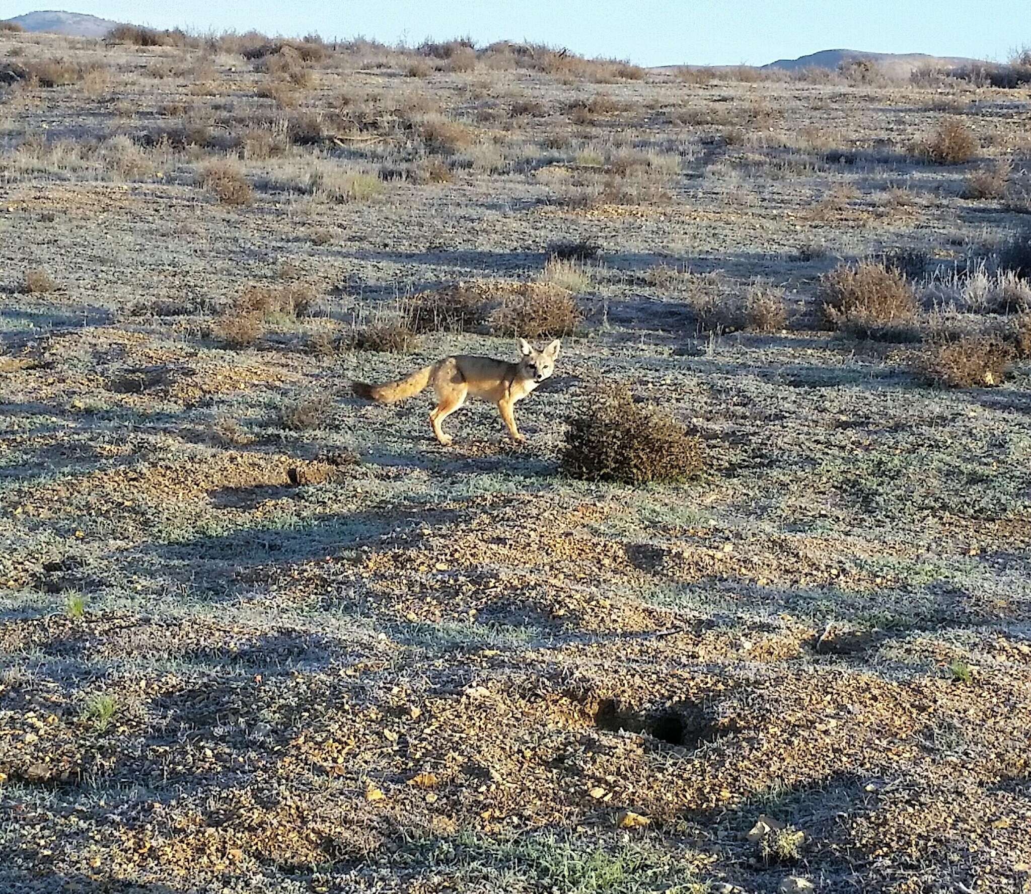 Image of Desert Fox