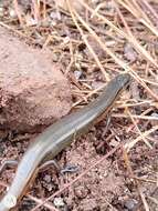 Image of Red Forest Skink