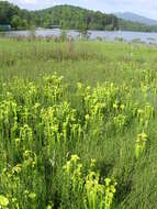 Image of Green Pitcherplant