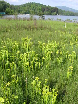 Image of Green Pitcherplant