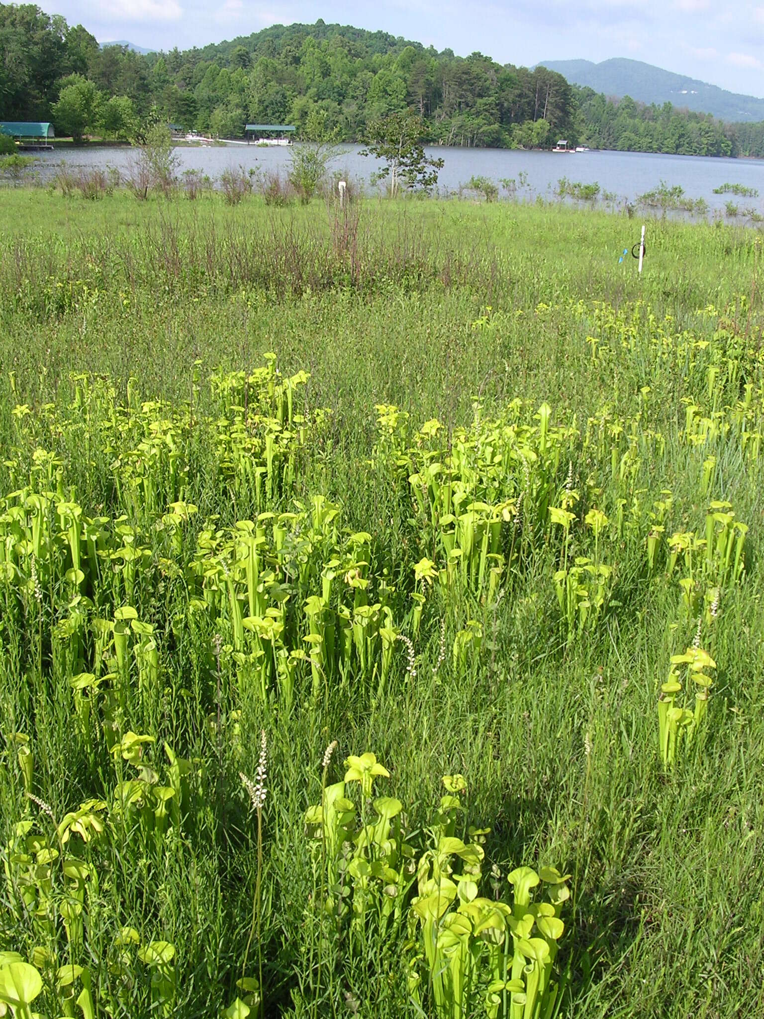 Image of Green Pitcherplant