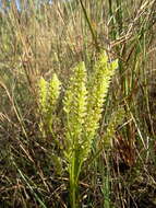 Image of Polygala carteri