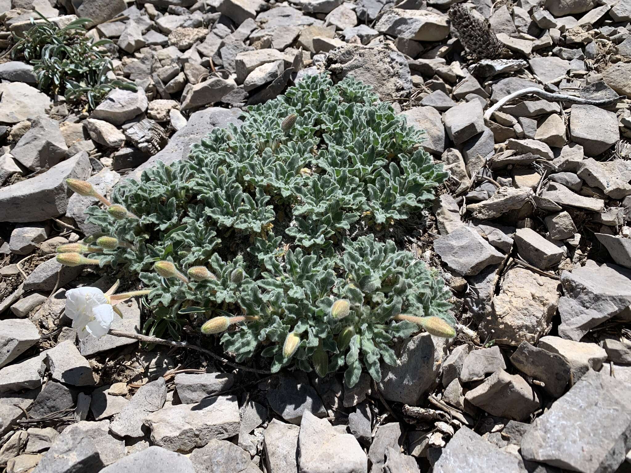 Imagem de Oenothera cespitosa subsp. crinita (Munz) Munz