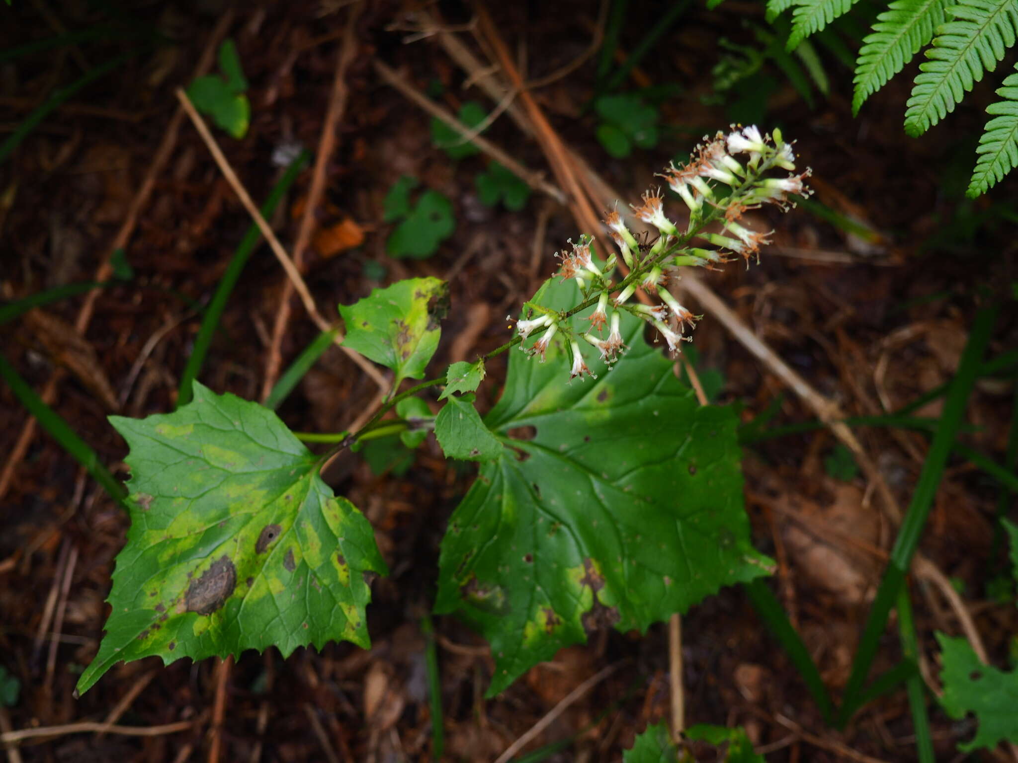 Image of Parasenecio praetermissus (Pojark.) Y. L. Chen