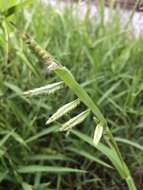 Image of hairy cupgrass