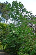 Image of <i>Magnolia dealbata</i>