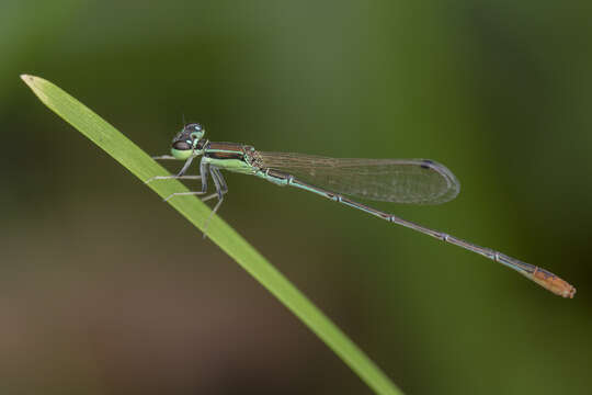 Imagem de Agriocnemis pygmaea (Rambur 1842)