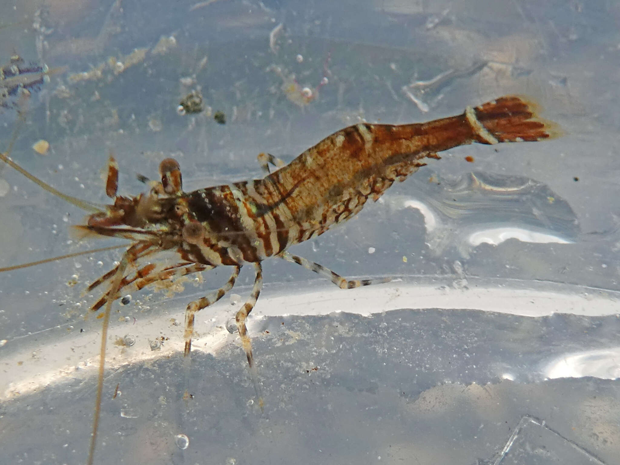 Image of Sitka coastal shrimp