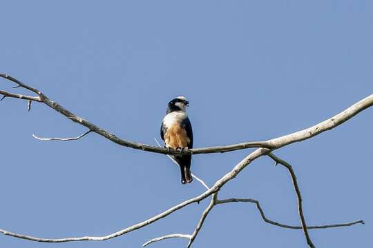 Image of Bornean Falconet