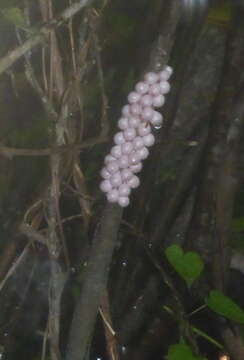 Image of Florida Applesnail