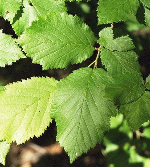 Image of Beaked Hazel