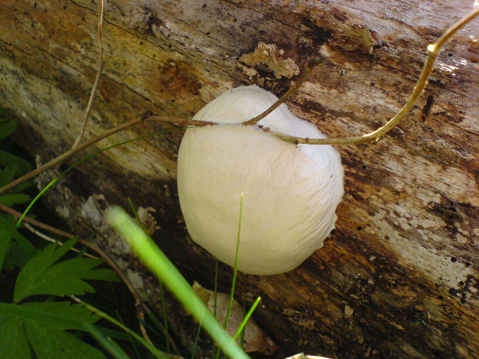 Image of Reticularia lycoperdon