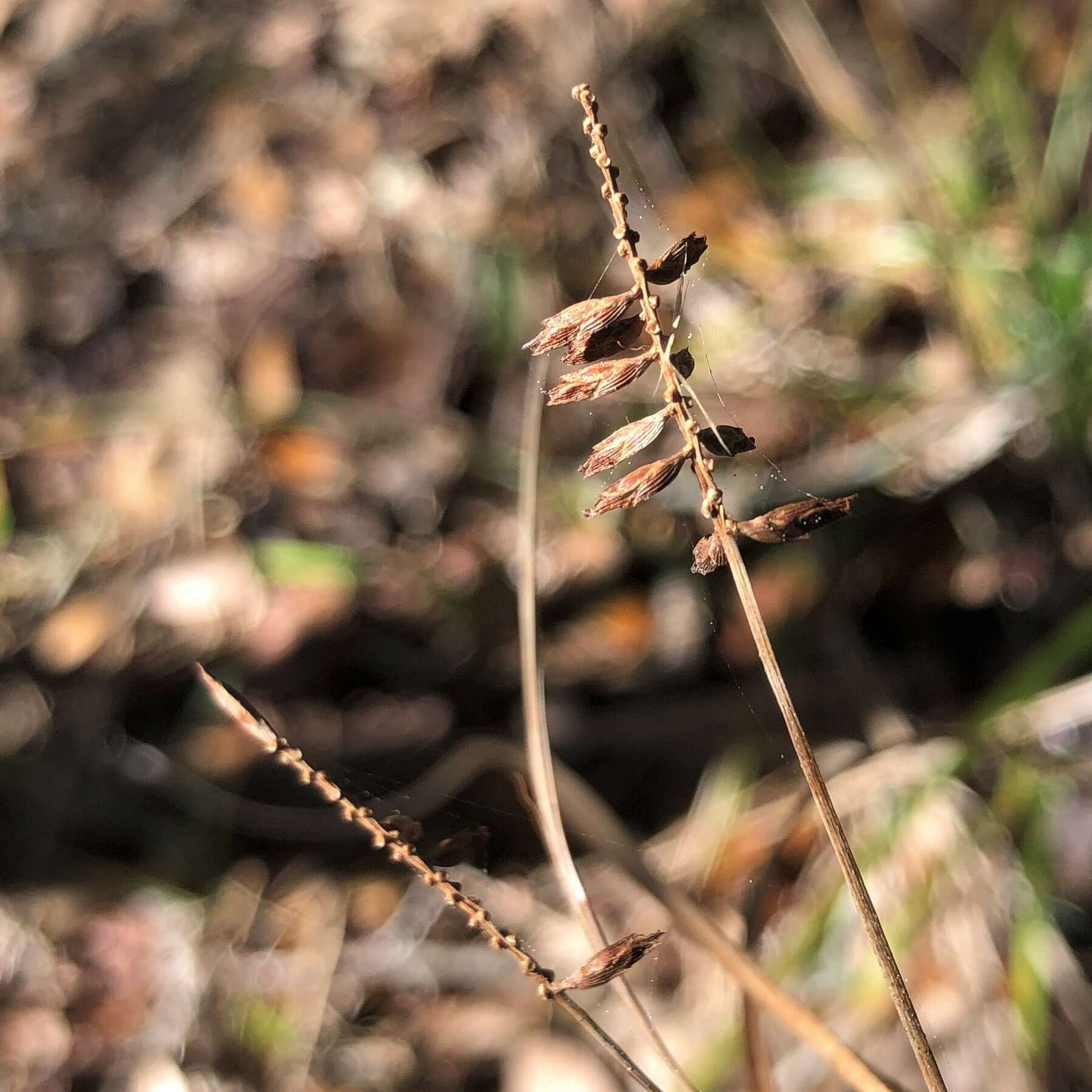 Слика од Cyperus tetragonus Elliott