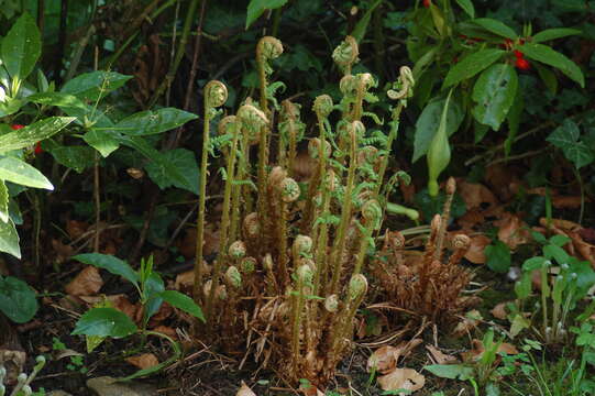 Image of Lady-fern