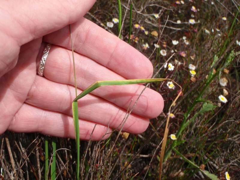 Image of Ixia tenuifolia Vahl