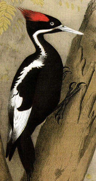 Image of Ivory-billed Woodpecker