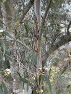 Plancia ëd Eucalyptus pauciflora subsp. pauciflora