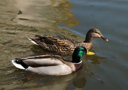 Image of Common Mallard