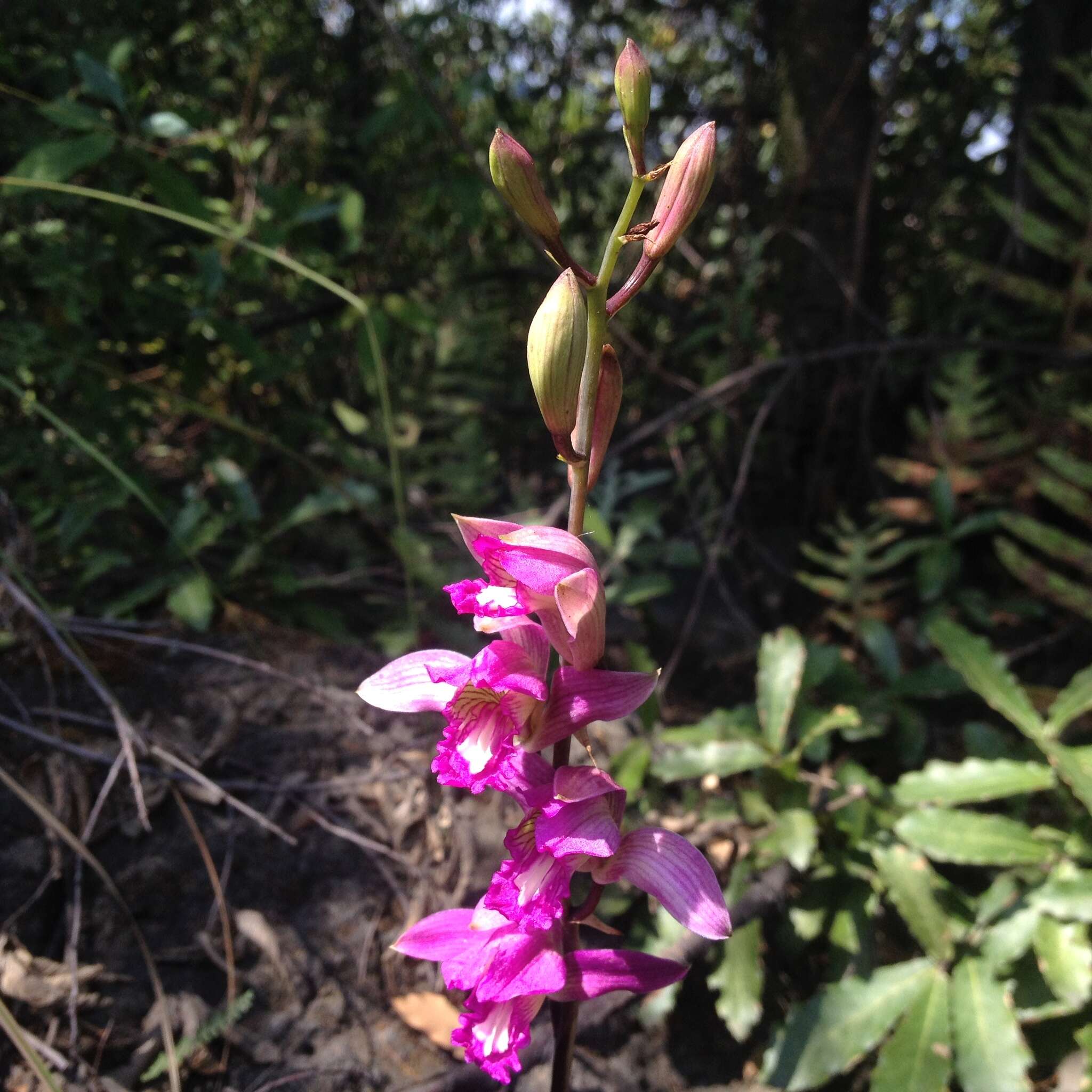 Image of Bletia neglecta Sosa