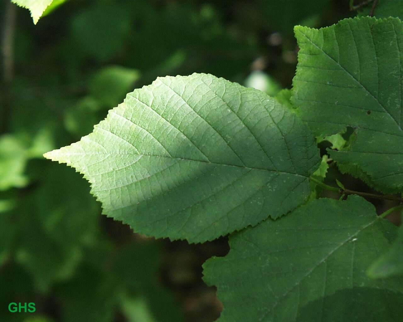 Image of American Hazel