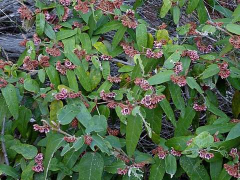 Imagem de Lasiopetalum macrophyllum R. Grah.