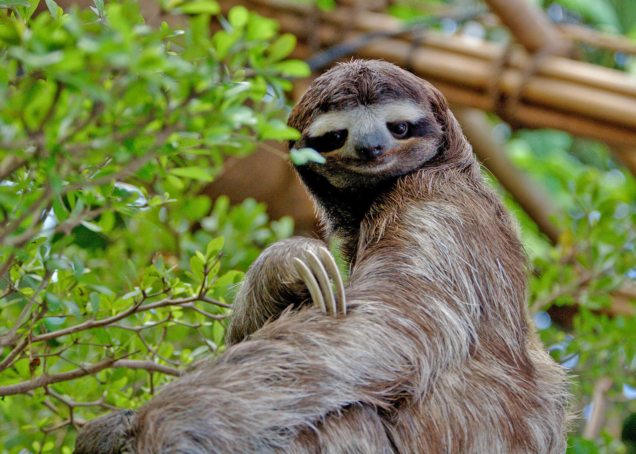 Image of Brown-throated Three-toed Sloth