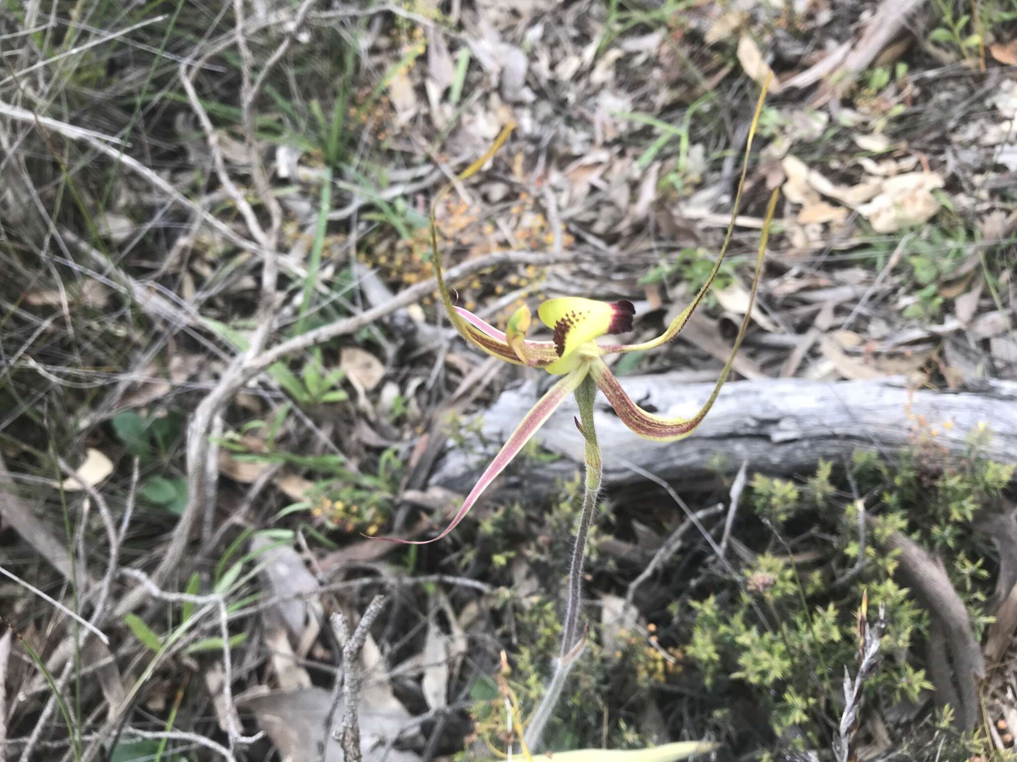 Caladenia integra E. Coleman的圖片