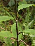 Image of Maesa japonica (Thunb.) Moritzi & Zoll.