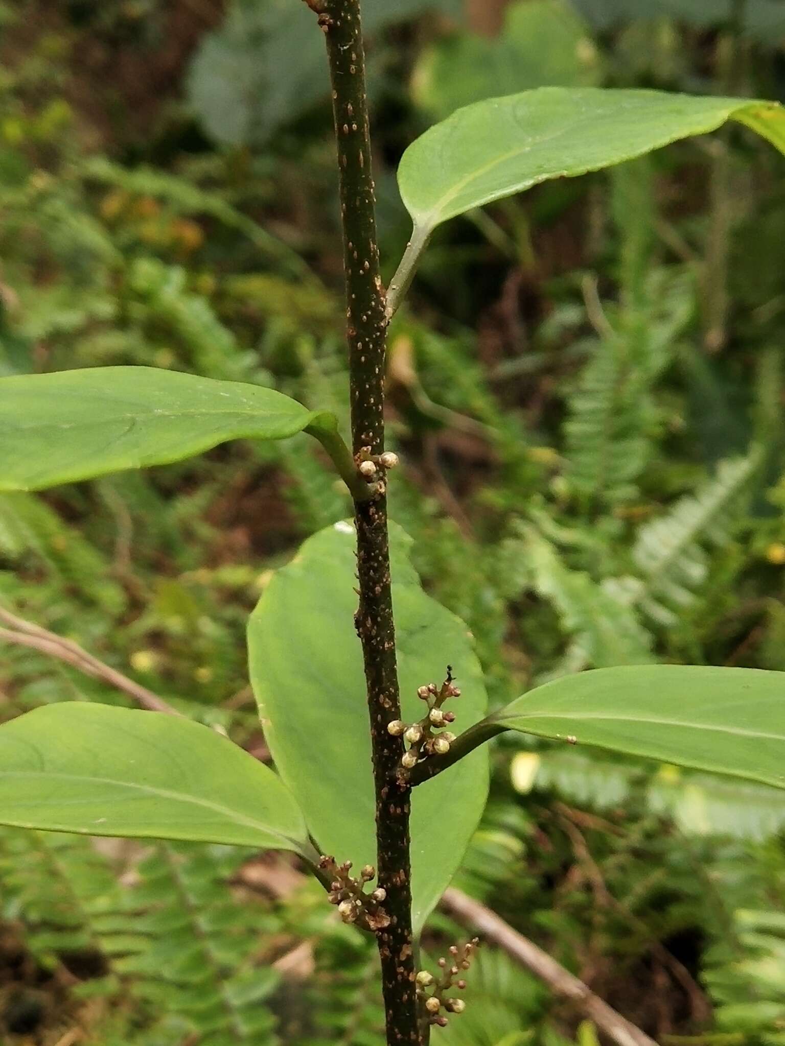 Image of Maesa japonica (Thunb.) Moritzi & Zoll.