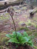 Image of Rugel's Indianplantain