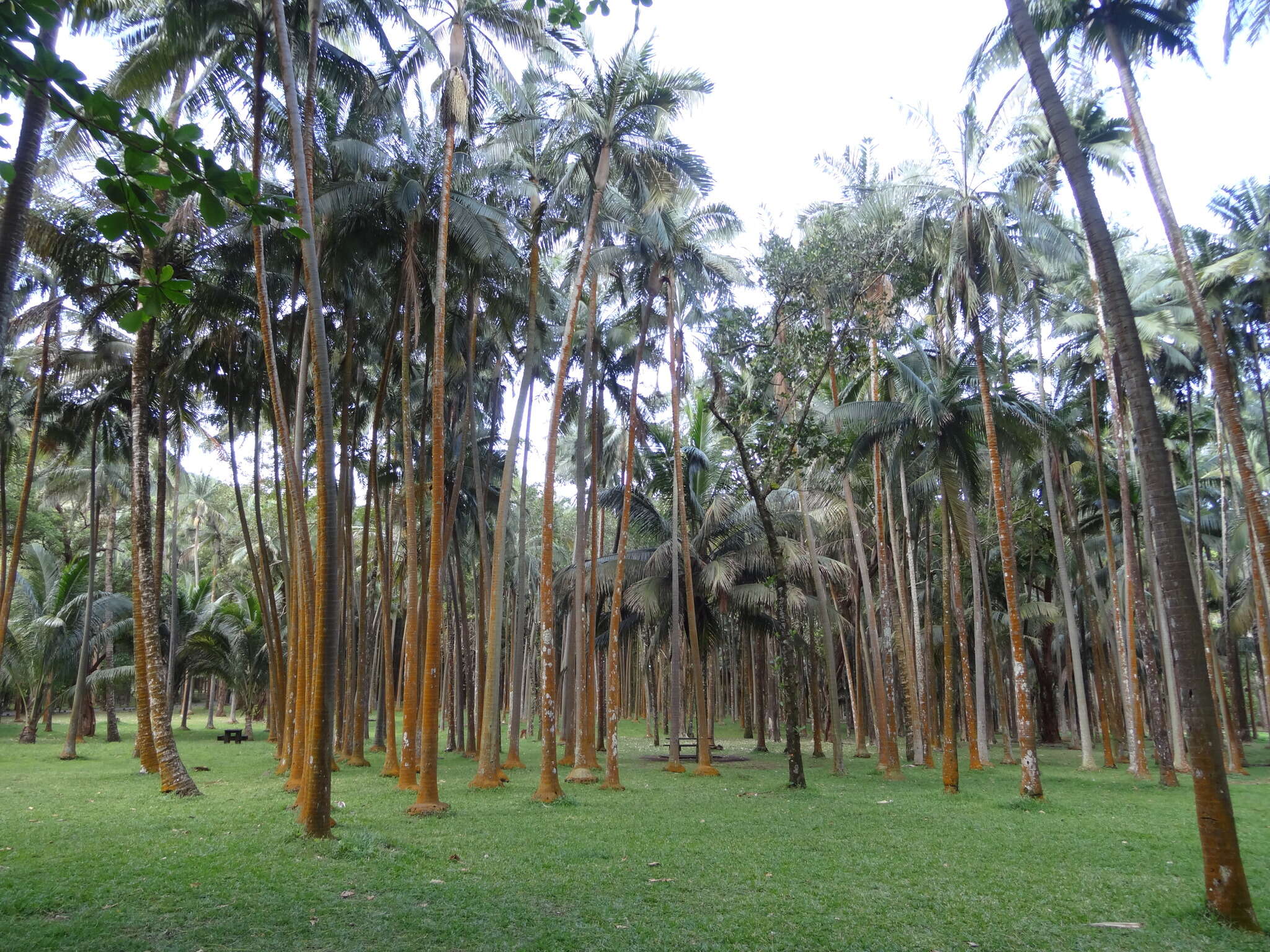 Image of Barbel palm