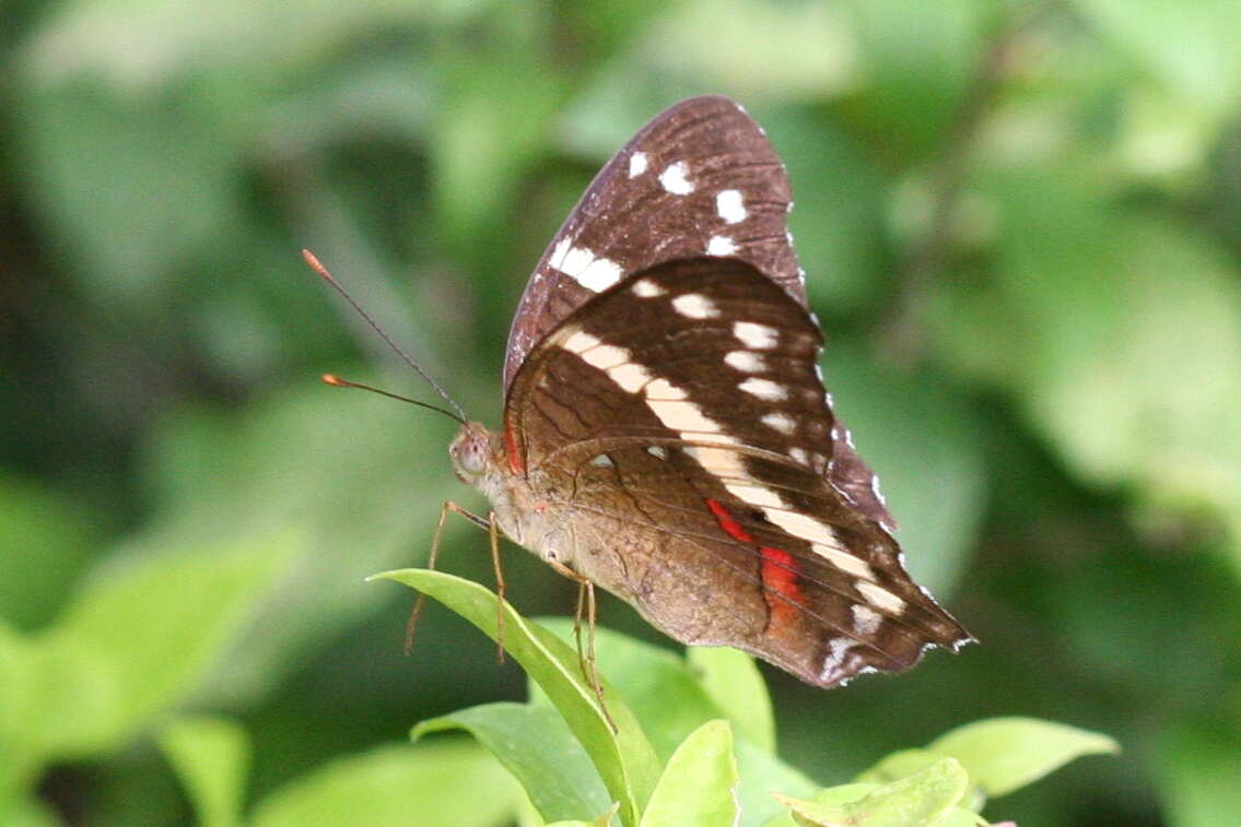 Image of Banded Peacock