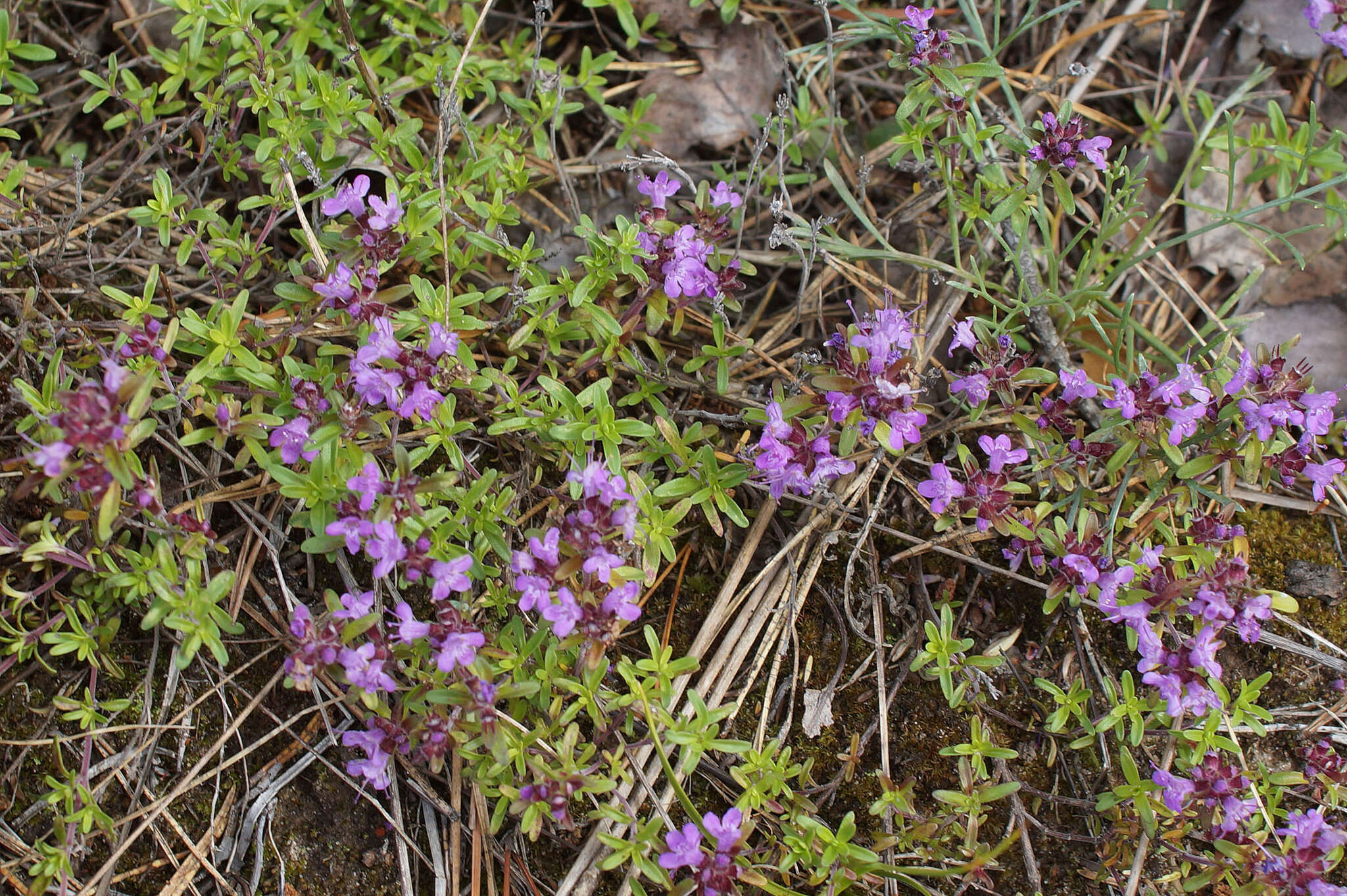 Слика од Thymus serpyllum L.