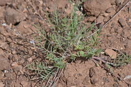 صورة Astragalus brandegeei (Rydb.) Porter