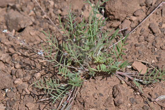 Image of Brandegee's milkvetch