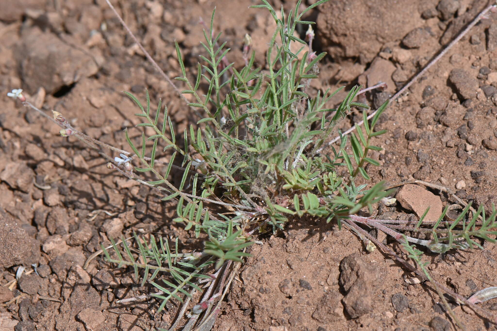 صورة Astragalus brandegeei (Rydb.) Porter