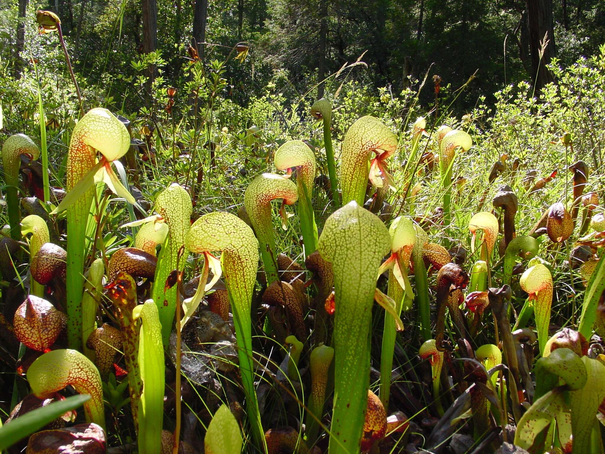 Image of California pitcherplant