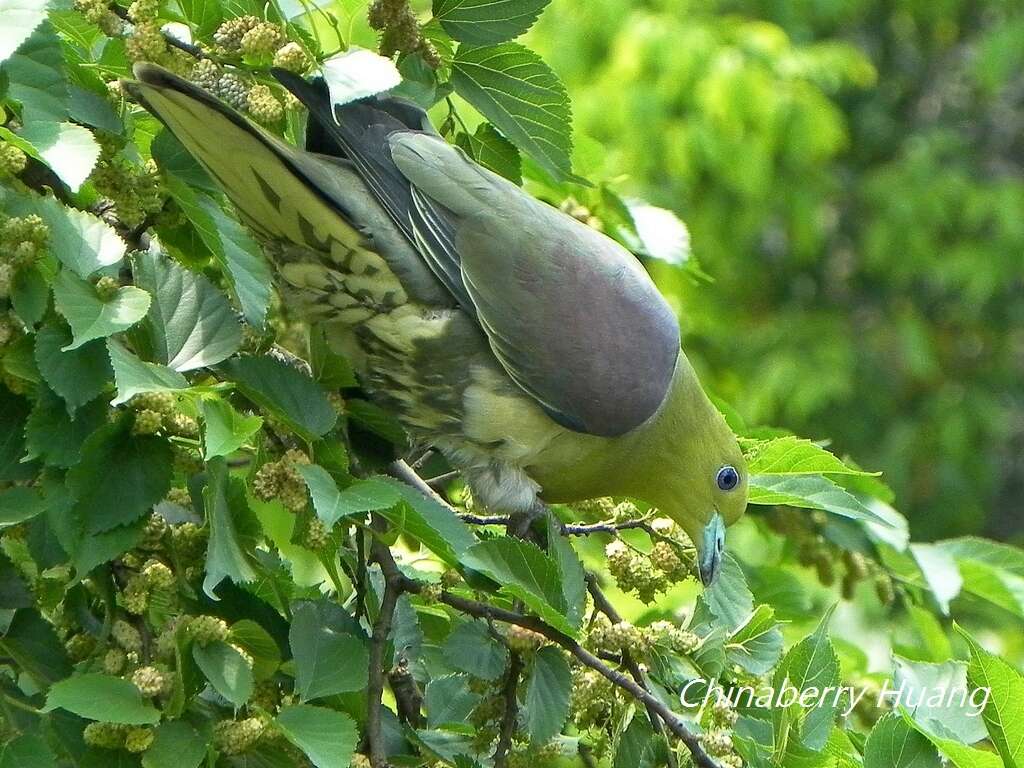 صورة Treron sieboldii sieboldii (Temminck 1835)