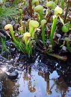 Image of California pitcherplant