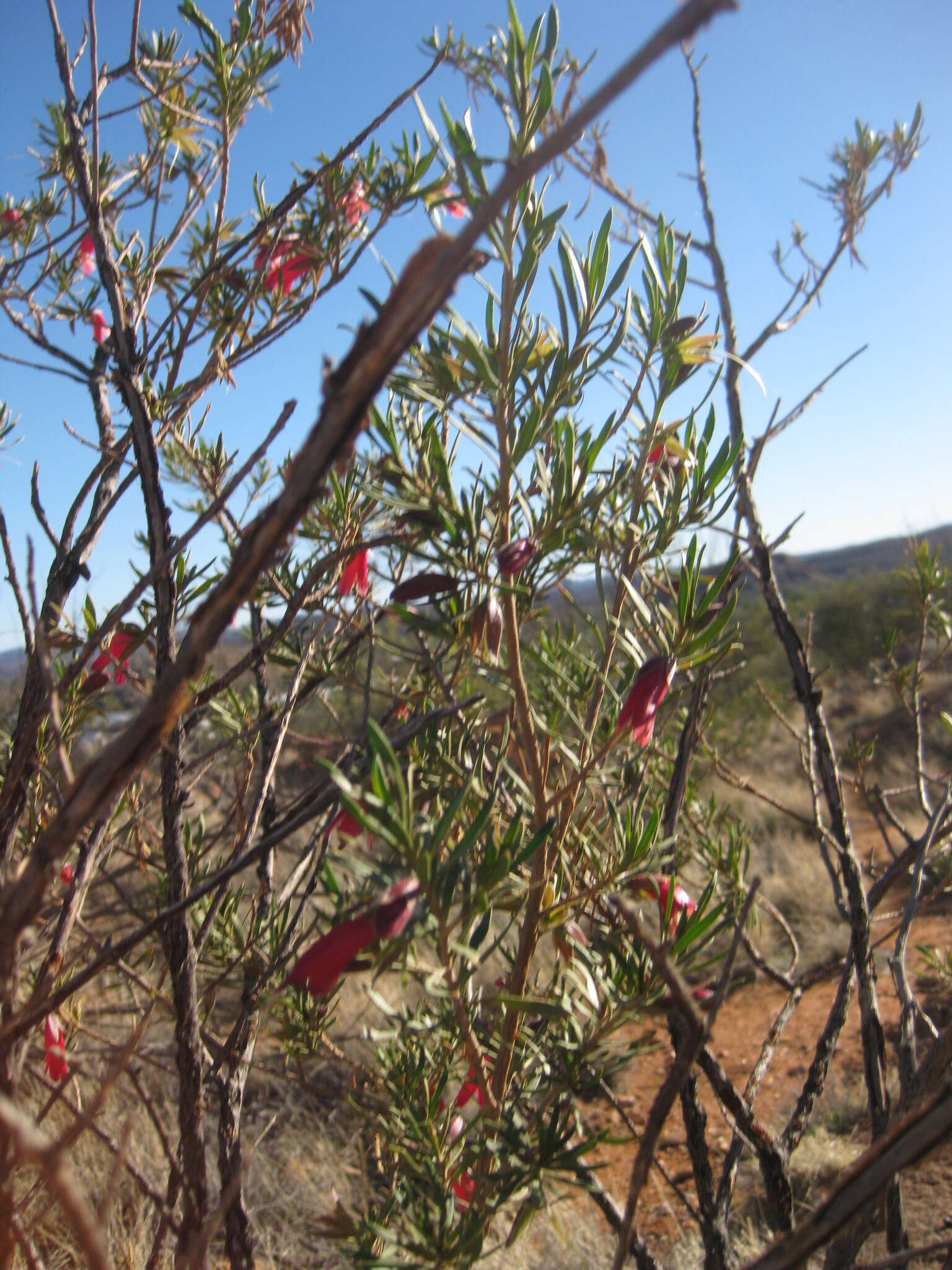 Eremophila latrobei F. Muell.的圖片