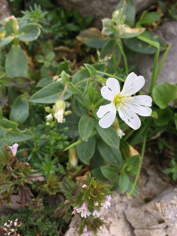 صورة Cerastium latifolium L.