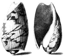 صورة Cymbium cymbium (Linnaeus 1758)