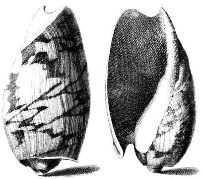 Image of False elephant's foot