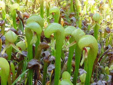 Image of California pitcherplant