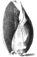 Image of Melo aethiopicus (Linnaeus 1758)